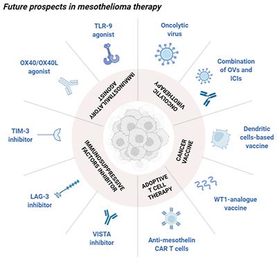 Frontiers Novel Insights Into Mesothelioma Therapy: Emerging Avenues